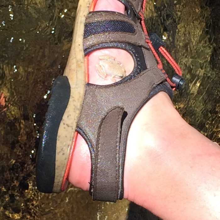 Near North Fork Matilija Creek Trail