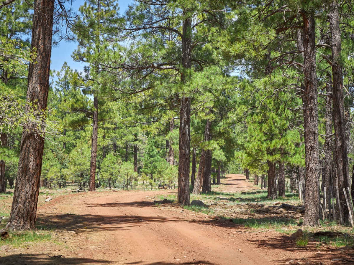 Bar M Road trail photo