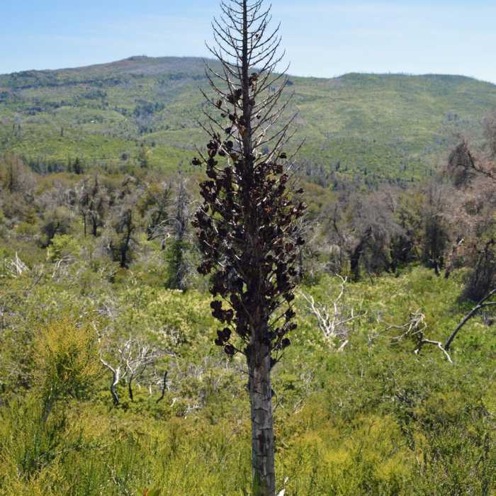 Near Canyon Oak Trail