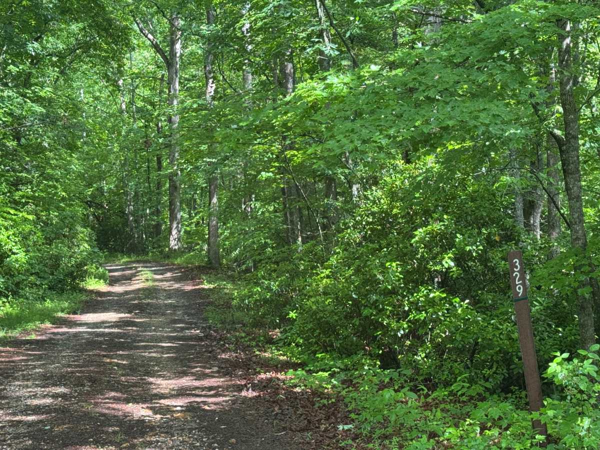 Wildcat Creek - FS 329 photo 2