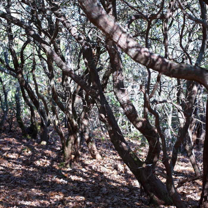 Rhododendron sit along the trail as it climbs higher. The forest changes from a wet creek valley into a dry ridgeline the higher you climb. Near Mingus Creek Trail