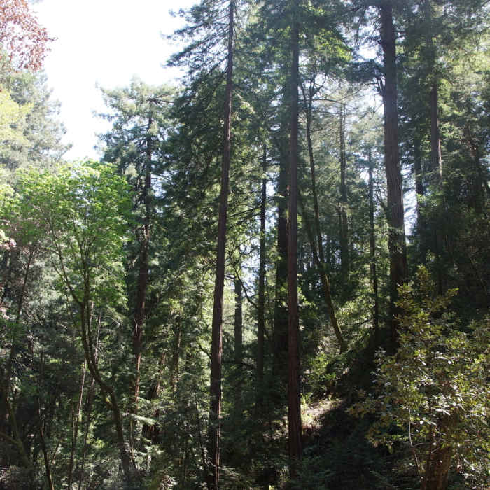 Starting the ascent of Bootjack Trail Near Bootjack Trail