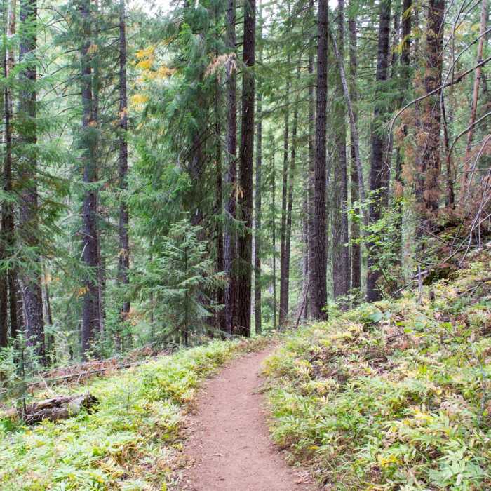 Near Lemolo Falls via the North Umpqua Trail