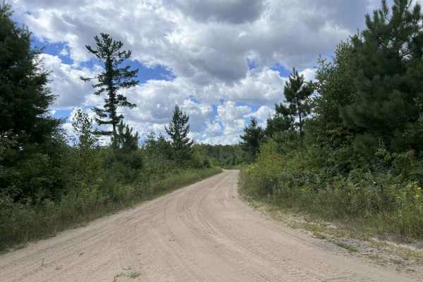 Fir - Forest Road 13042