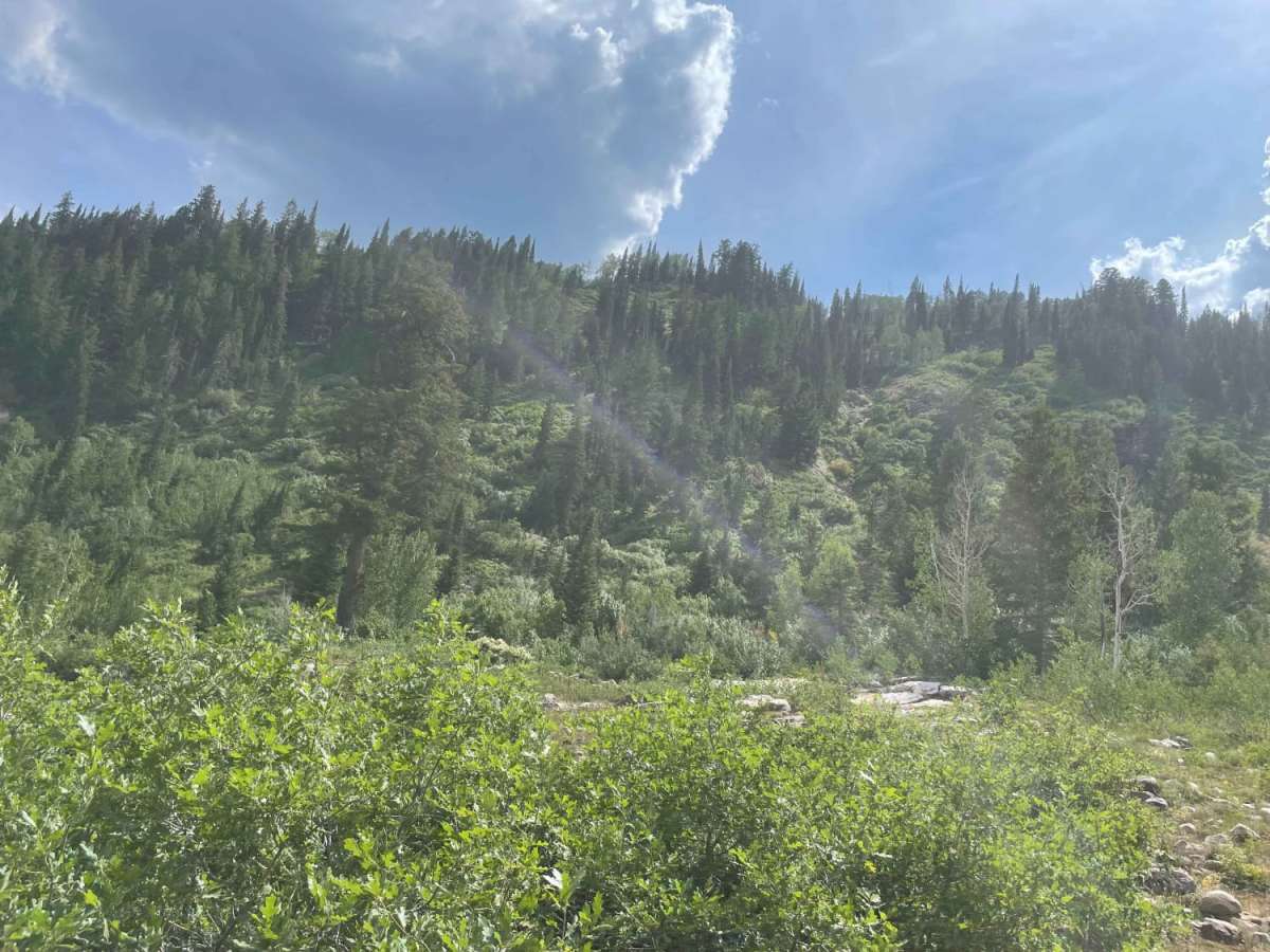 Forest Lake Trail photo 3