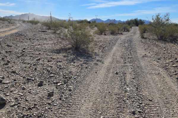 Wild Trail