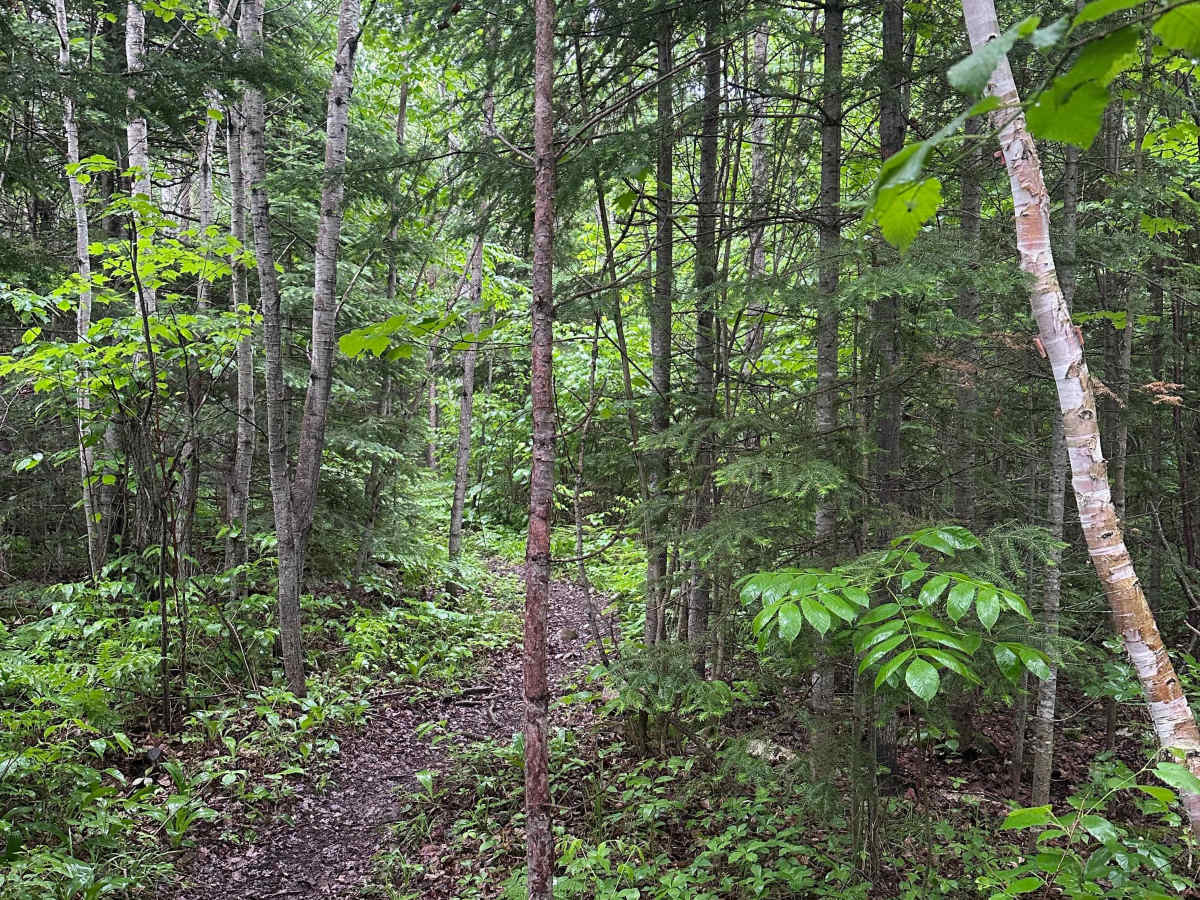 Alger Grade - Trail 10 photo 5