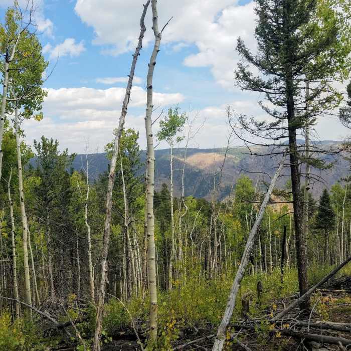 Near Mount Esther Trail #754