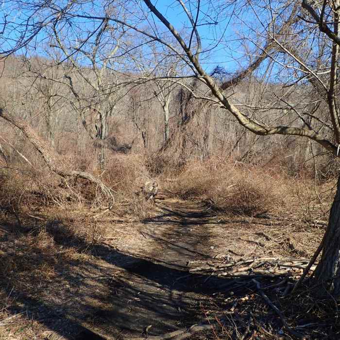 Near Dunderberg, Bald Mountain, and Timp Loop