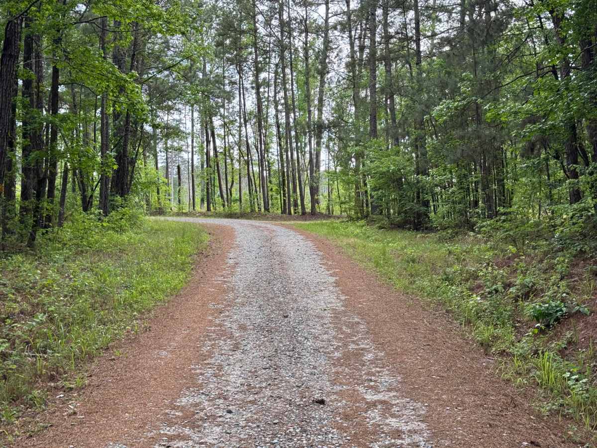 Watson Spring - FS 1202 trail photo
