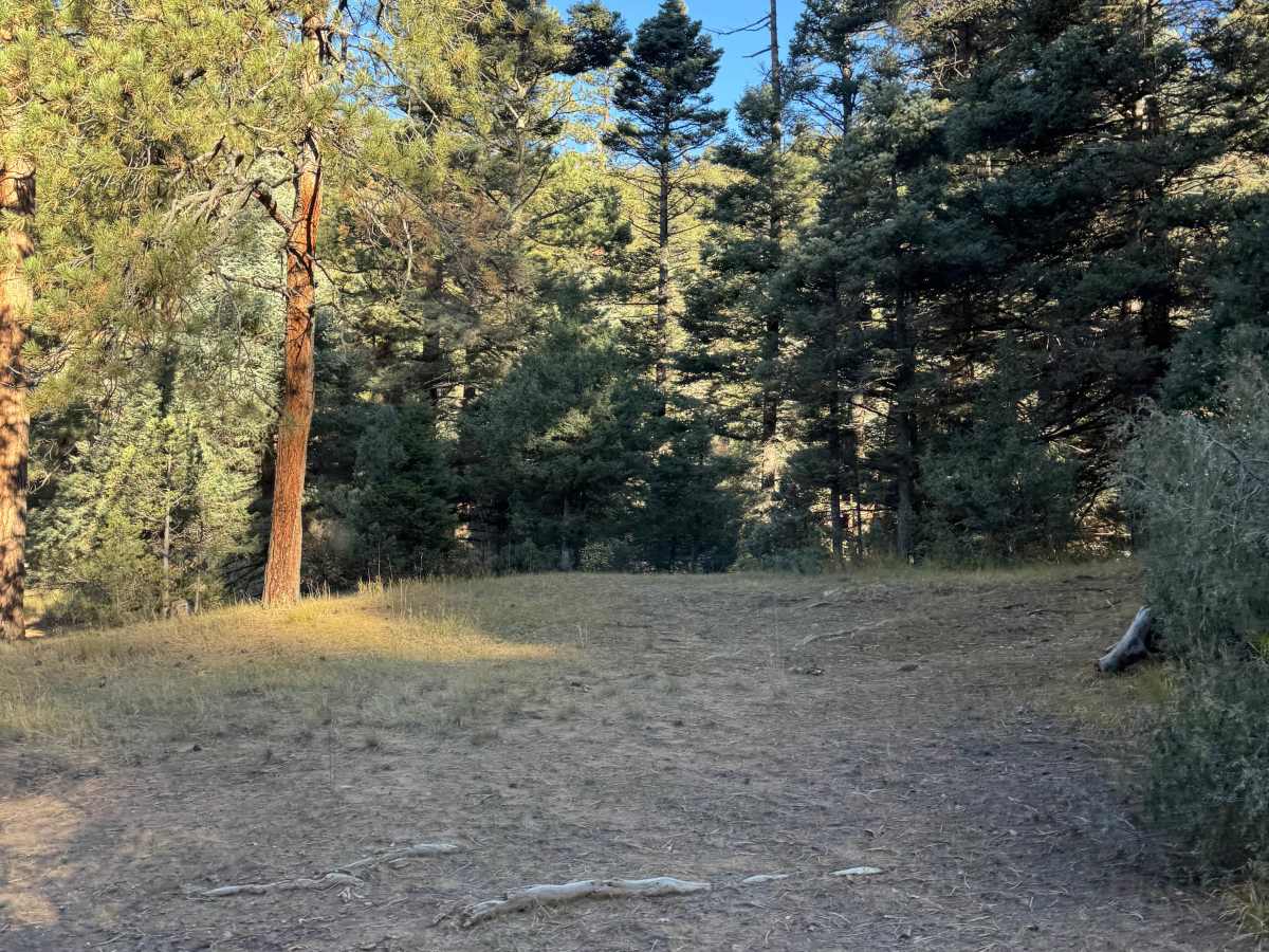 Capulin Forest Road photo 2