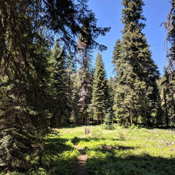 Trail fork between Boundary and trail to Mt Elijah. Near Mt. Elijah Trail #1206