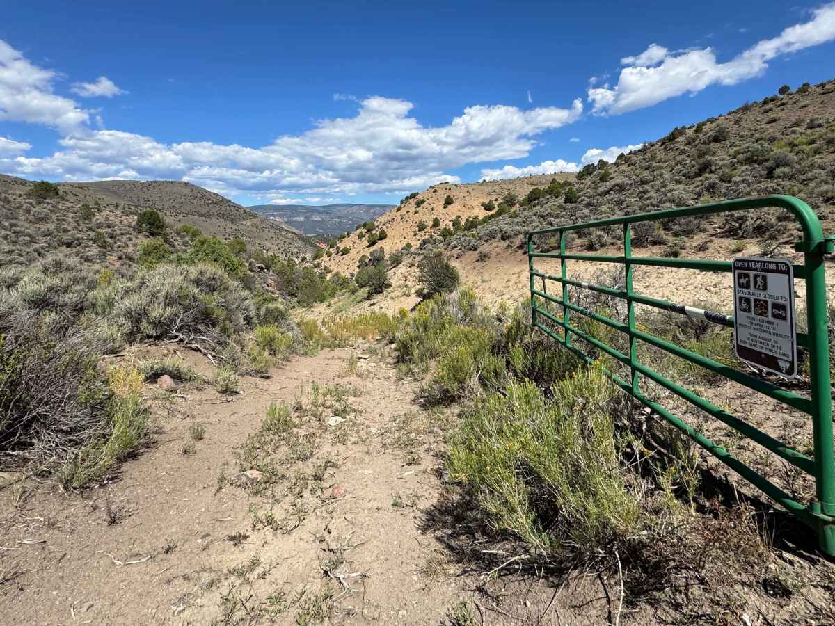 BLM 8535 photo 3