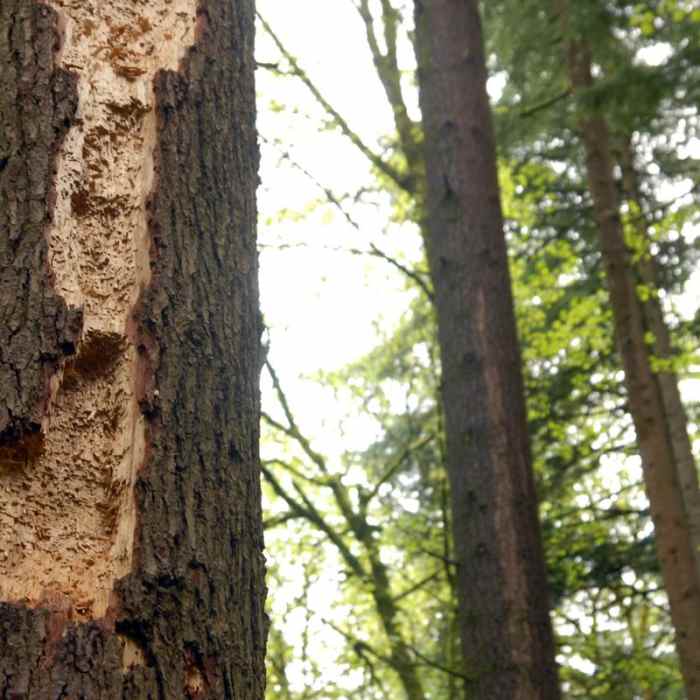 Near Pittock Mansion/Upper Macleay Trail