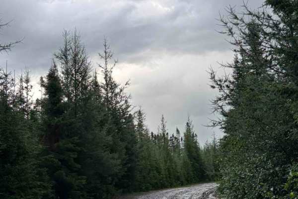 Chemin Bras-d'Apic