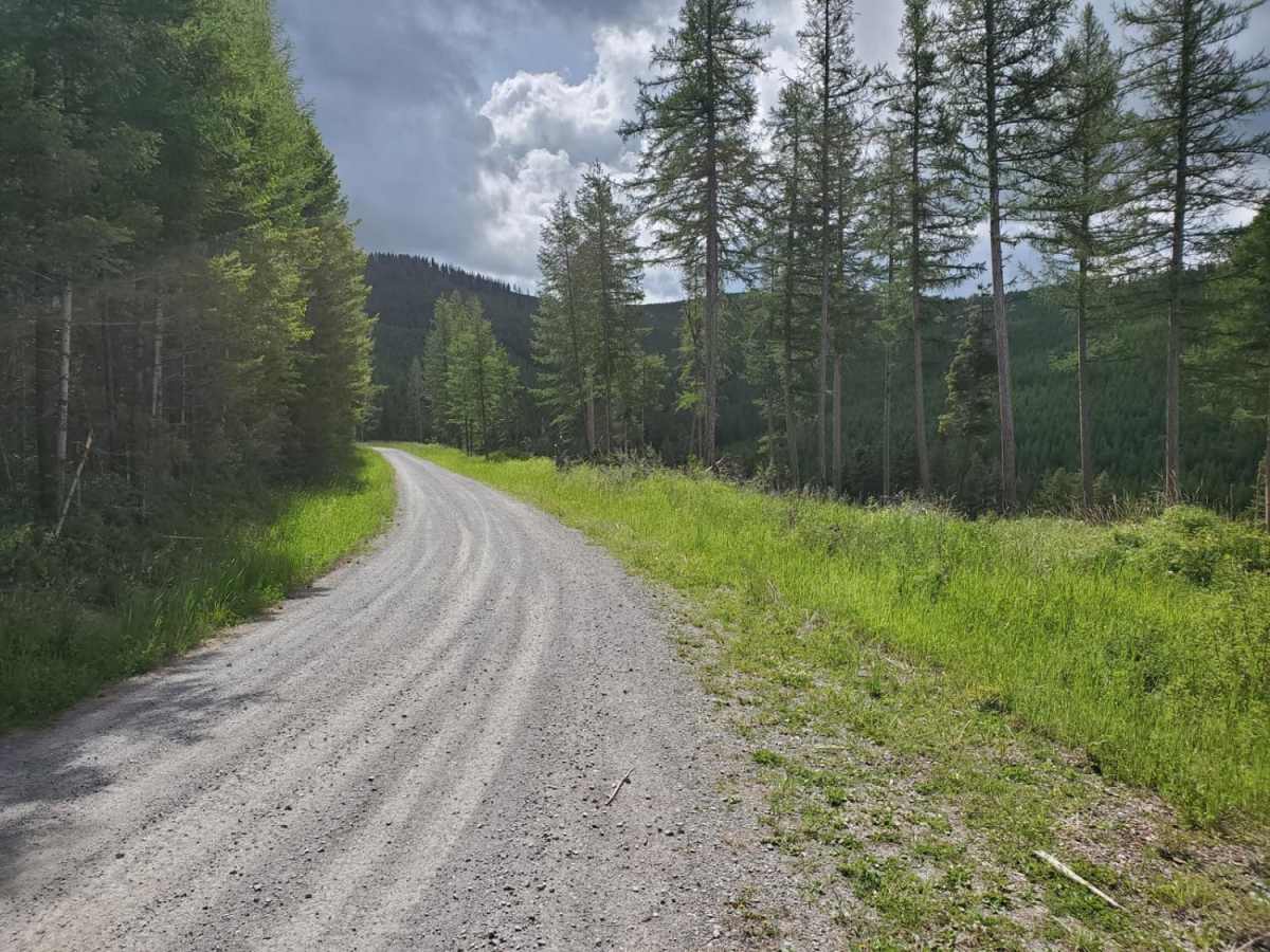 Patrick Creek to Emmons Creek trail photo