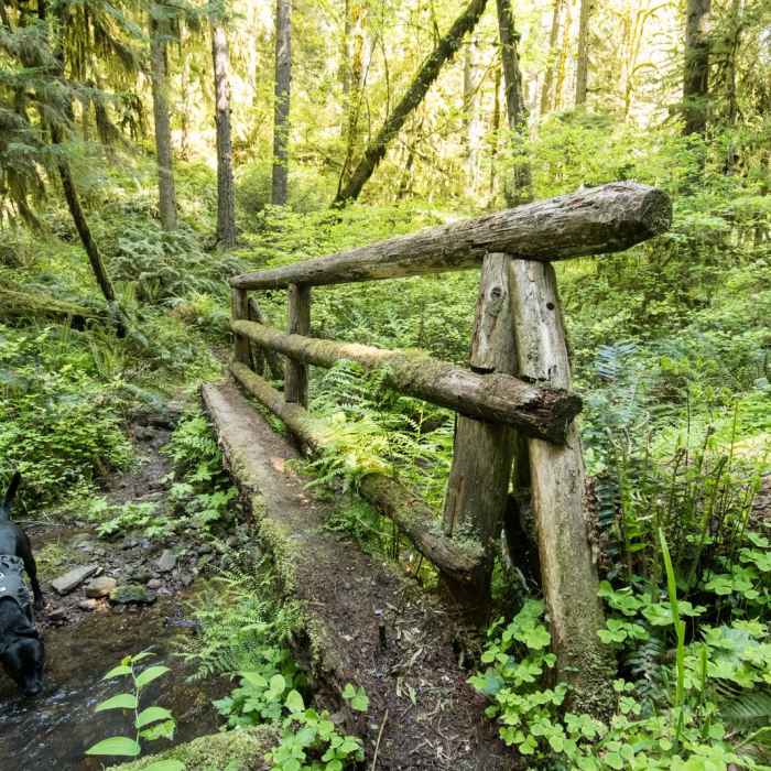 Near South Willamette Trail Hike
