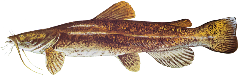 Flathead catfish