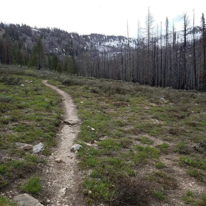 View of trail nearing summit of Jennie Lake Trail. Near Jennie Lake Trail