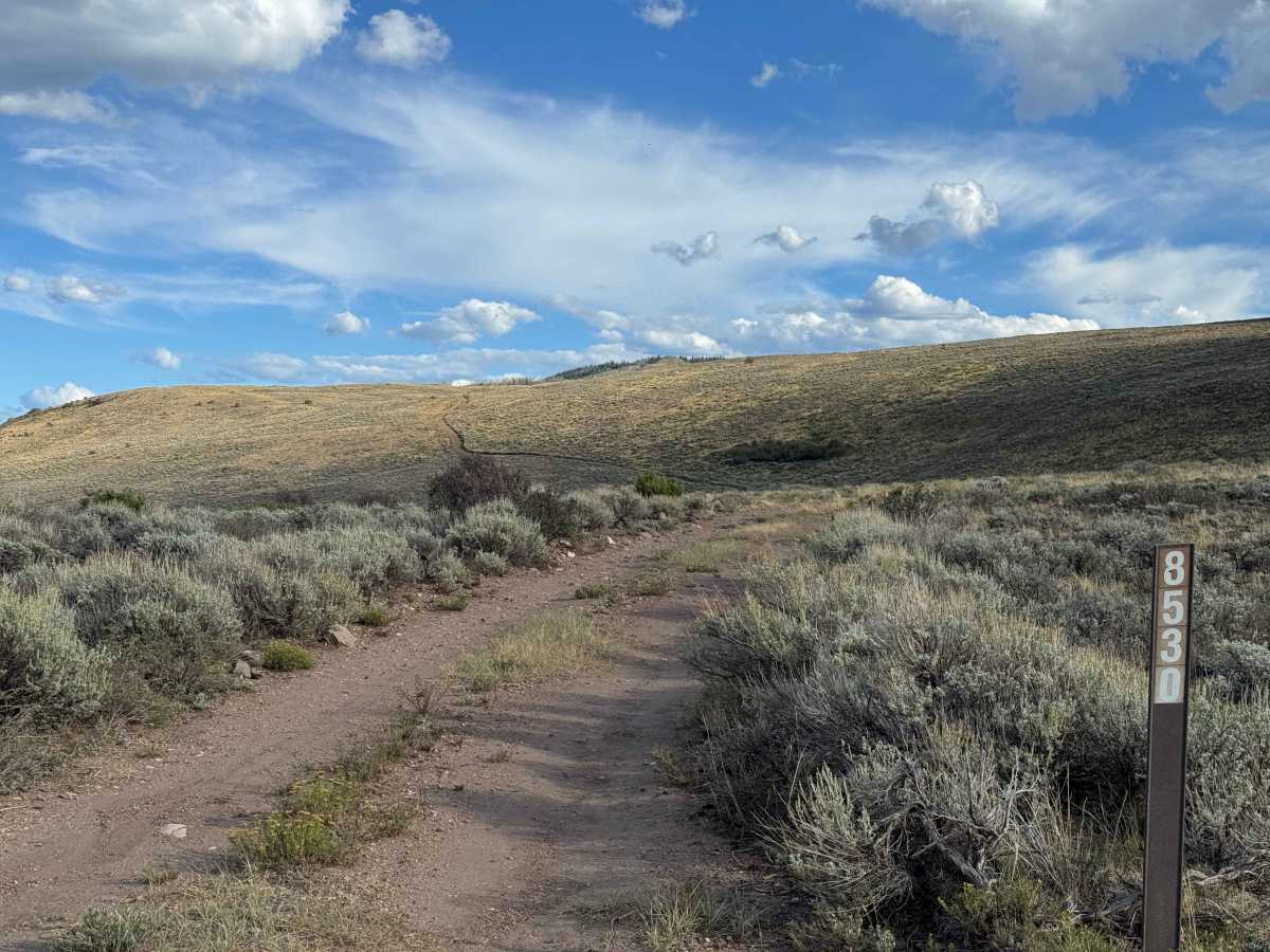 BLM 8530  photo 2