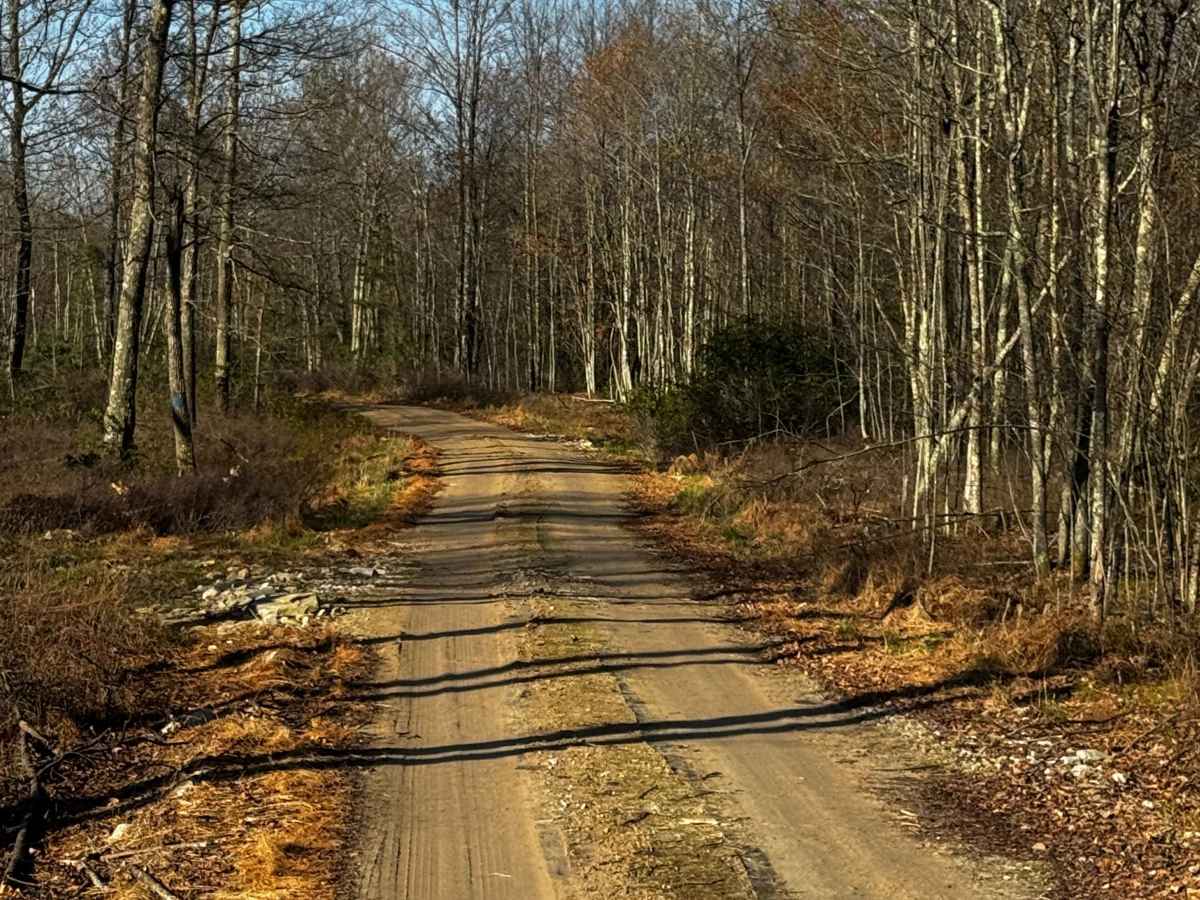 Bailer Run Trail photo 6