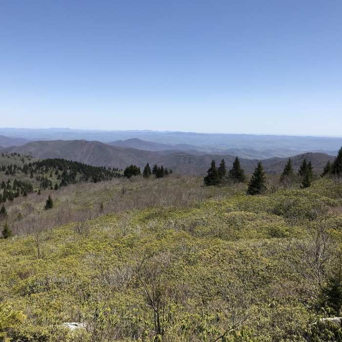 Near Old Butt Knob Trail #100