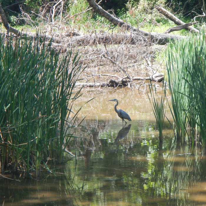 Near Billy Goat Trail Section B