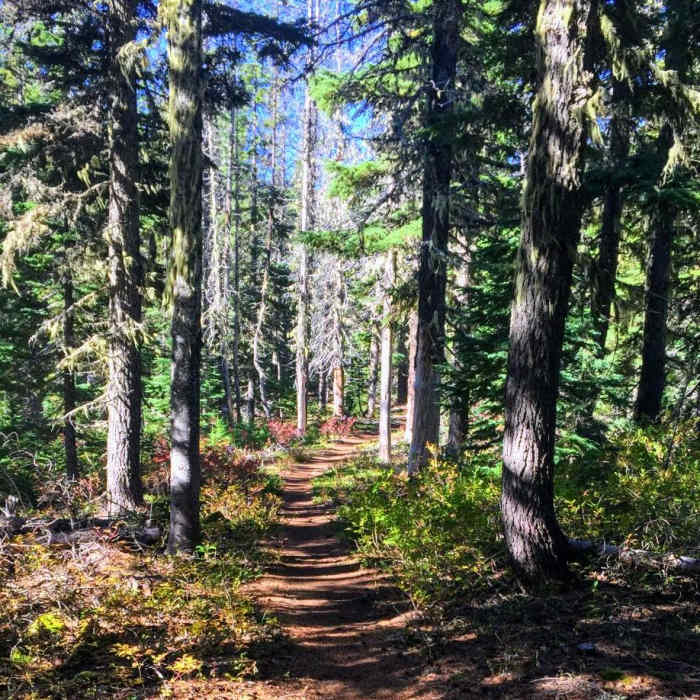 Near Pacific Crest Trail: Oregon Section F -- Highway 242 to Highway 35 (near Barlow Pass)