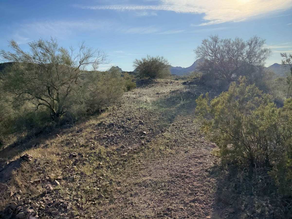 Cholla Garden  photo 6