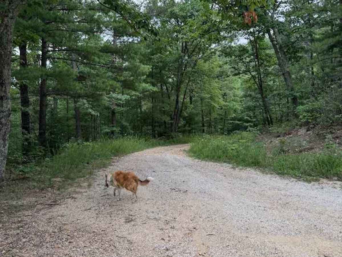 Cedar Bridge Hollow photo 5