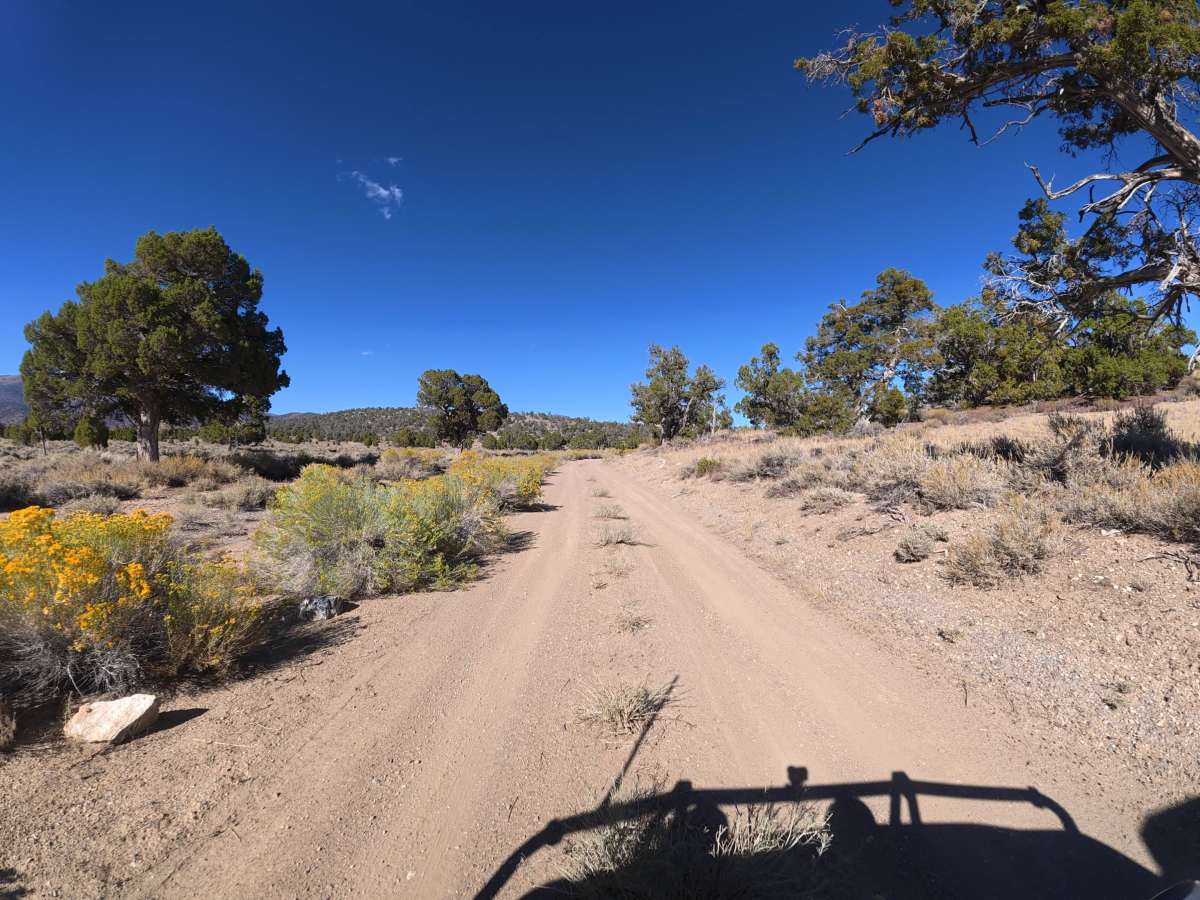 Carma Loop photo 3