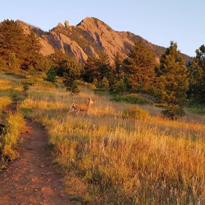 A deer near the Homestead Trail. From August 2016. Near Homestead Trail