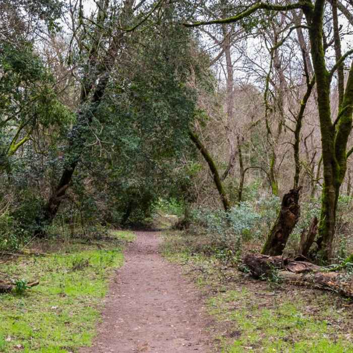 Near Meadow Trail Hike
