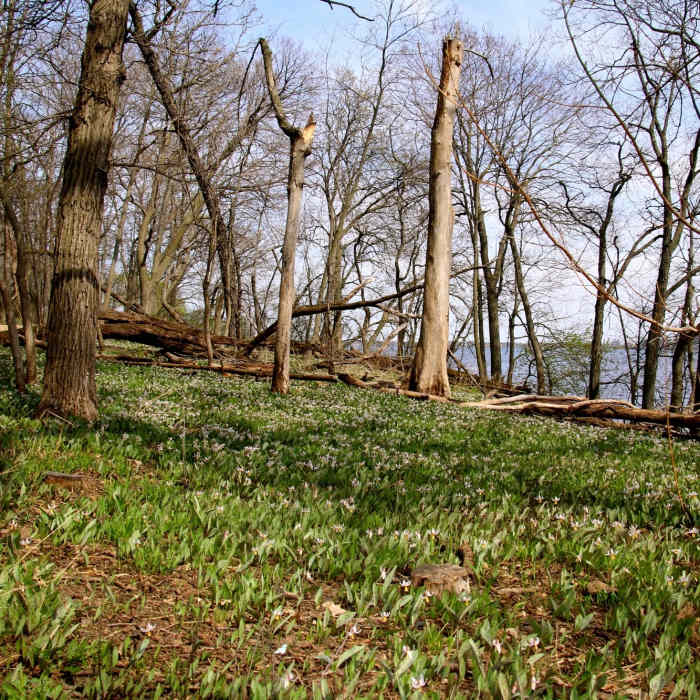 Near Picnic Point Path