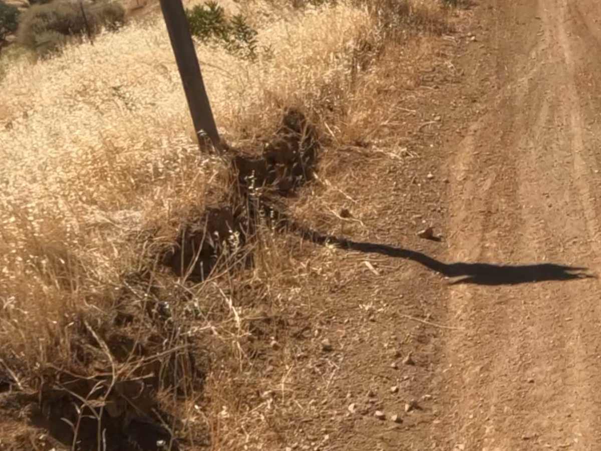 Juniper Trail photo 2