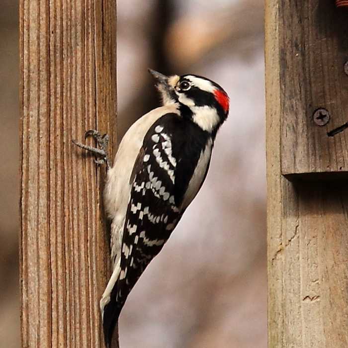 Near Rock Creek Park Loop: Western Ridge to Valley Trails
