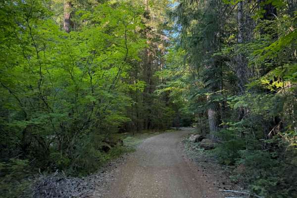 Elk Trail #24 
