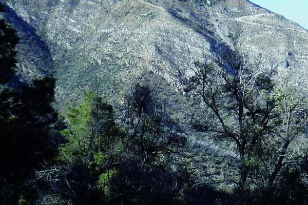 Backway to Mount Lemmon