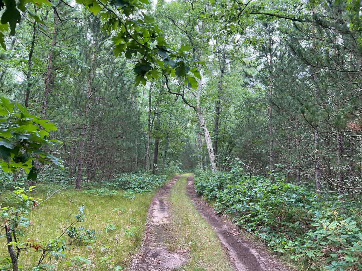 Forest Service Road 8259 photo 5