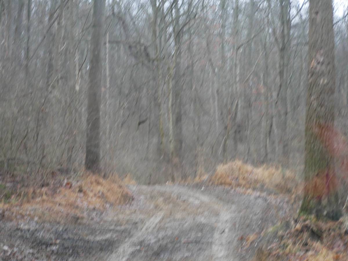 Trail 49 photo 5