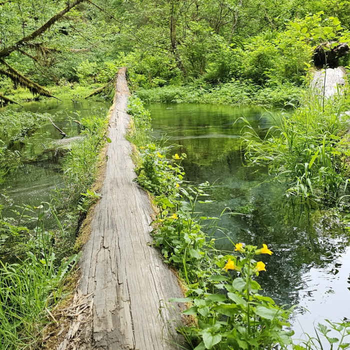Near Hoh River Trail to Five Mile Island Out and Back