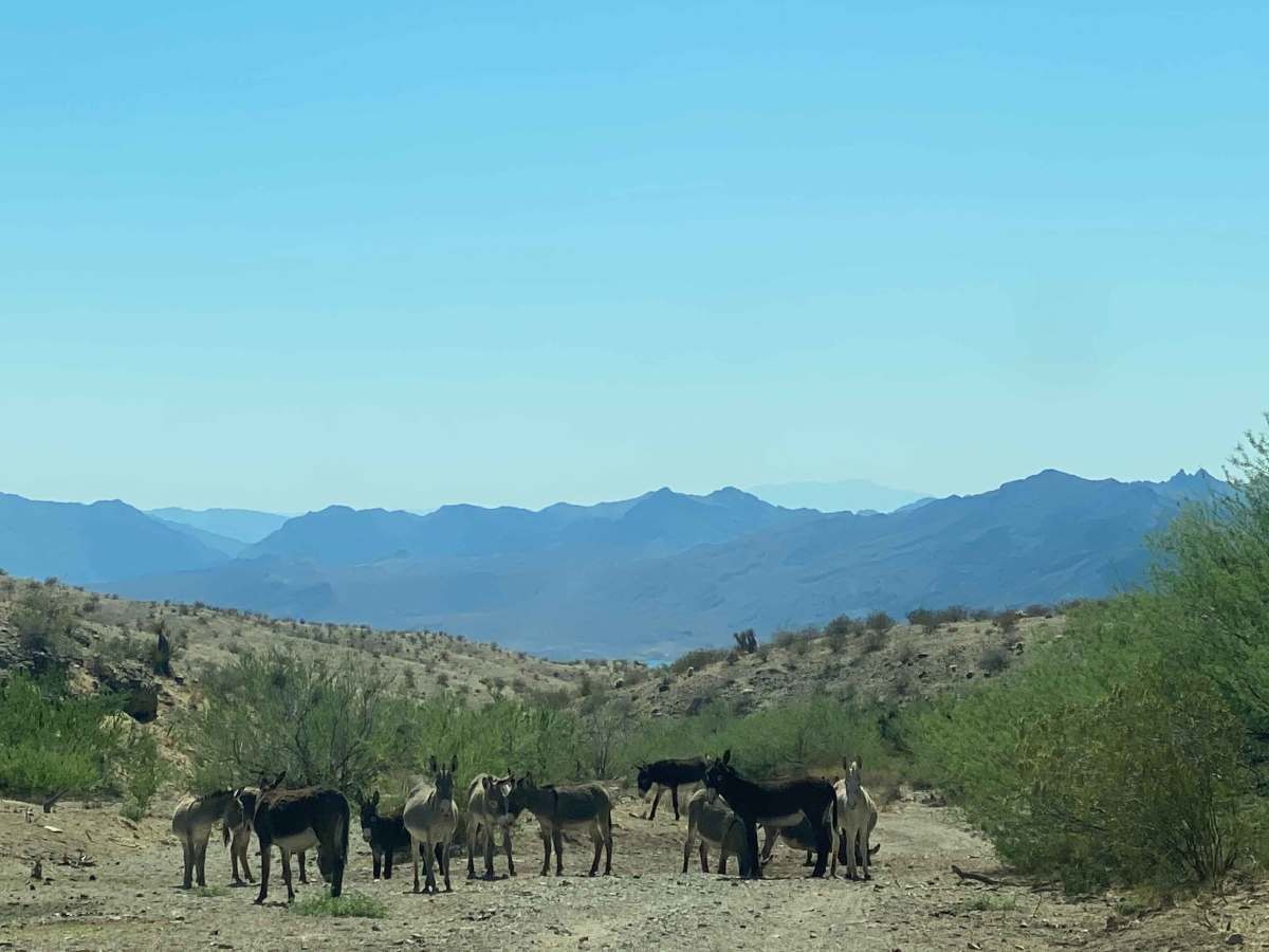 Witney to Lake Mead photo 5