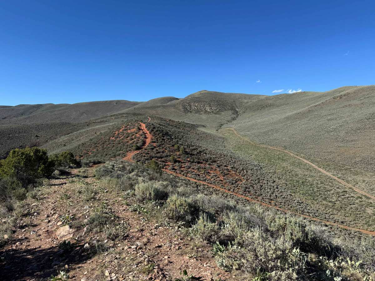 BLM 8485 photo 4