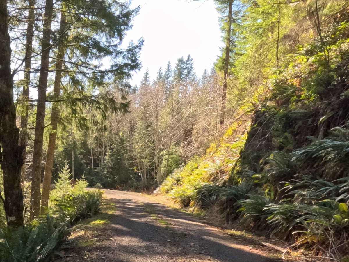 Idiot Creek Road photo 6