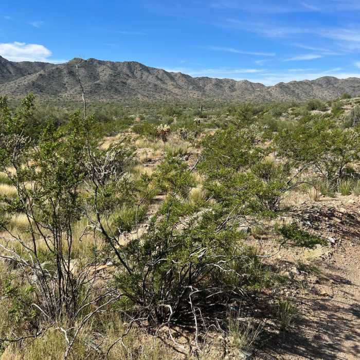 Near Turnbuckle Trail