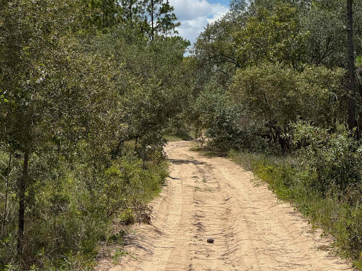 Trail 12 - Citrus WMA photo 5
