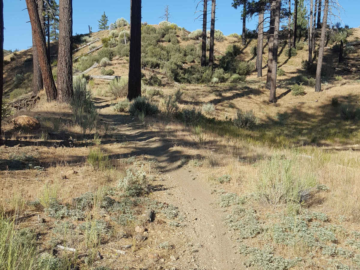 Yellowjacket Singletrack - FS 20W24 photo 3