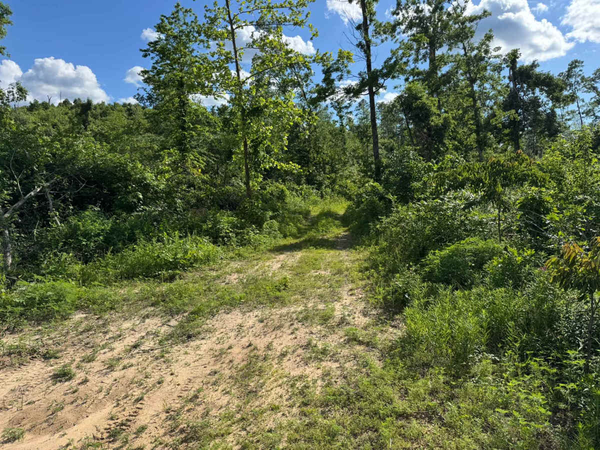 91038K trail photo