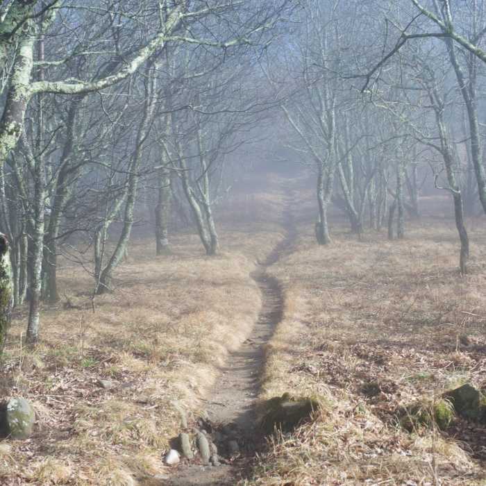 Near Bote Mountain Trail