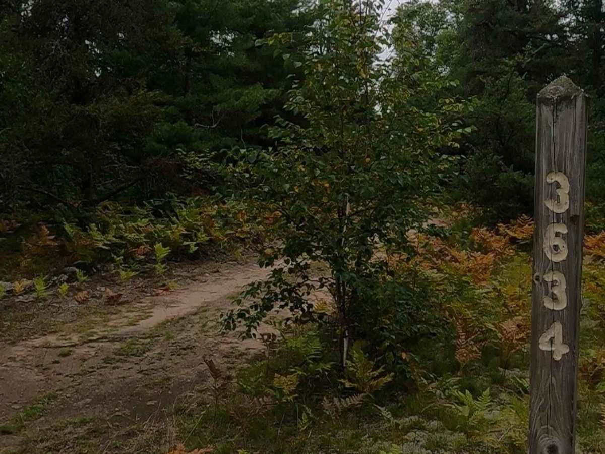 Rees - FS 3634 trail photo
